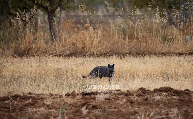 Imagen principal - Las fotografías del gato que quería ser pantera en Granada