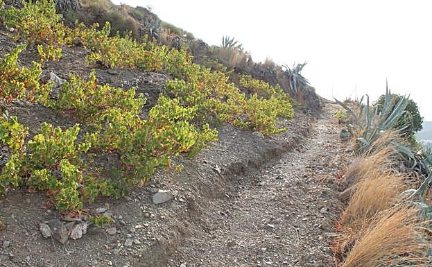 Camino junto a viñas moscatel.