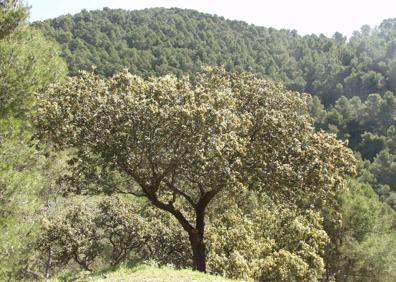 Imagen secundaria 1 - Arriba, la ruta discurre por carriles anchos. Abajo, la vegetación que se puede ver en esta ruta es muy variada, y, a la derecha, en este recorrido se pueden avistar algunos cortijos y lagares con mucha historia.