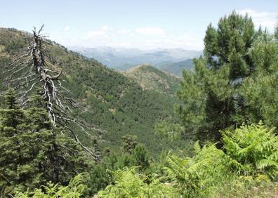 Imagen secundaria 1 - Arriba, aunque no tiene apenas dificultad técnica, el camino es angosto y tiene piedras sueltas. Abajo, vista panorámica del paraje natural de los Reales de Sierra Bermeja y a la derecha, además del pinsapo, son abundantes los pinos.