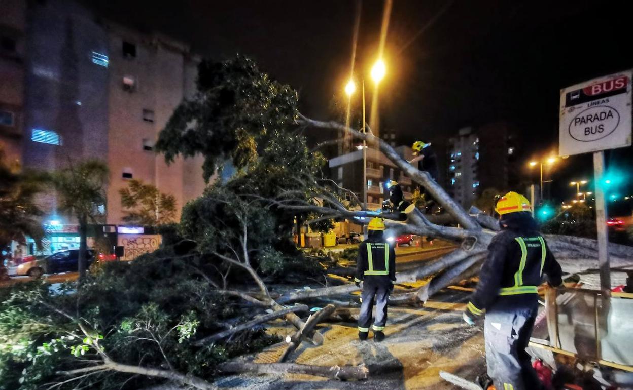 Cortes en el tráfico en El Atabal por la caída de un gran árbol