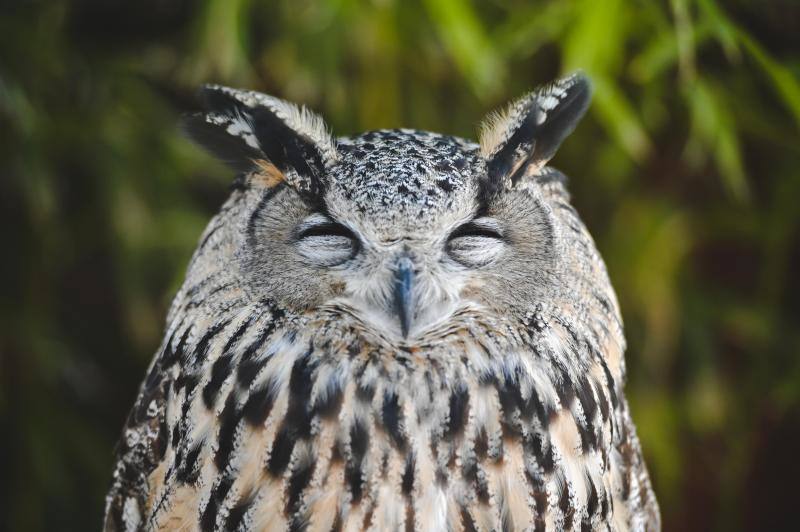 Este refugio acoge a casi 160 ejemplares de todo el mundo. 