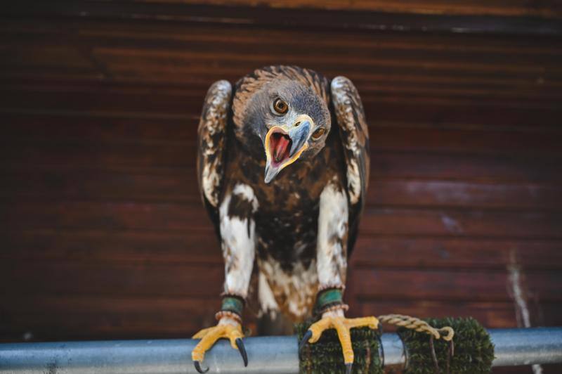 Este refugio acoge a casi 160 ejemplares de todo el mundo. 