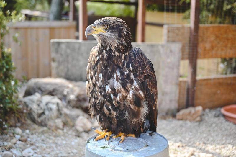 Este refugio acoge a casi 160 ejemplares de todo el mundo. 