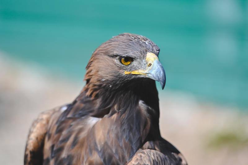 Este refugio acoge a casi 160 ejemplares de todo el mundo. 
