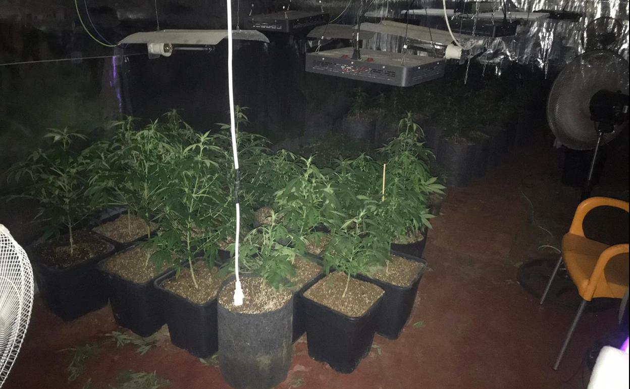En las naves se encontraron diversas plantas y utensilios para su cultivo. 