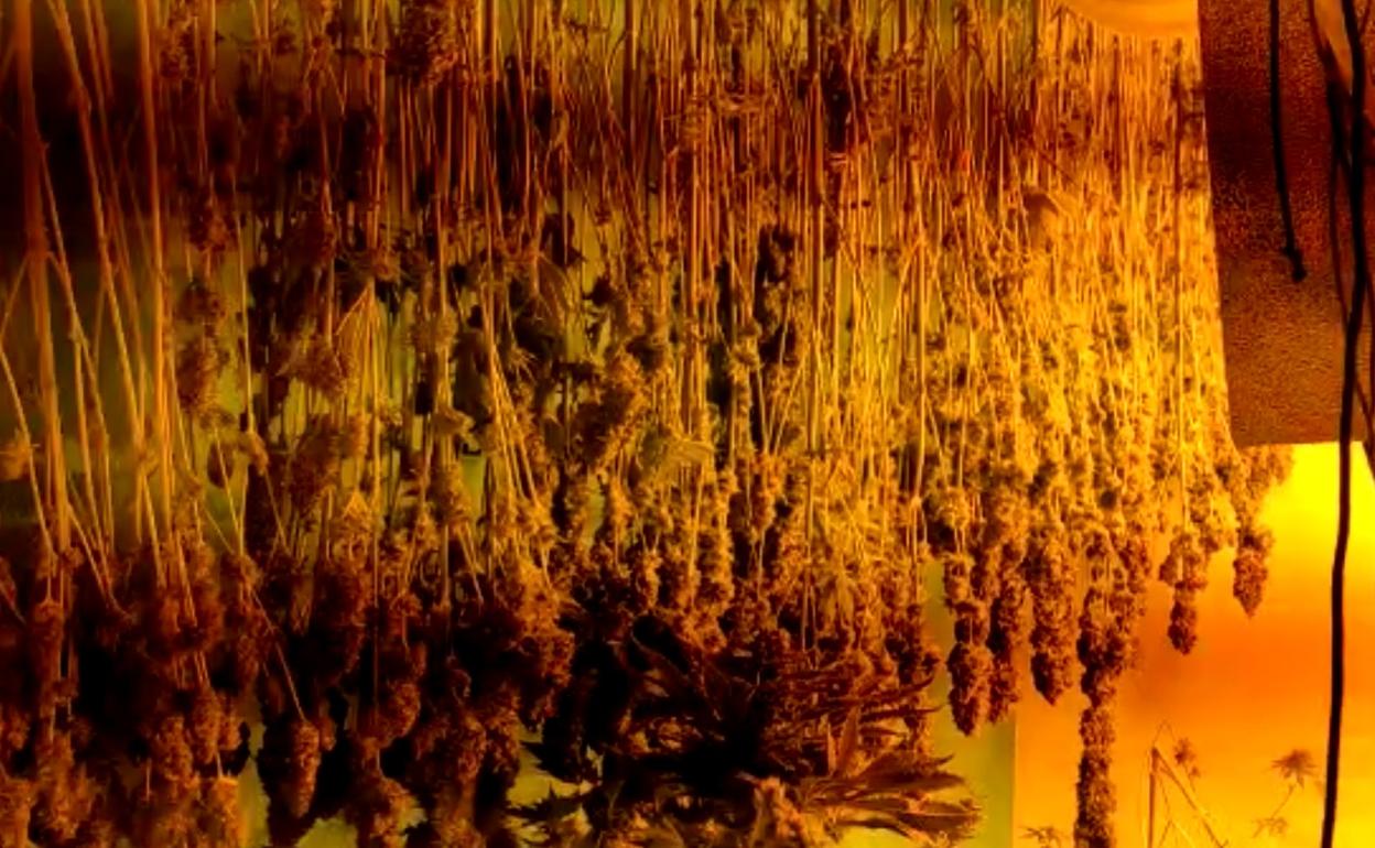 Una llamada por un falso secuestro destapa una plantación de marihuana en el Centro de Málaga