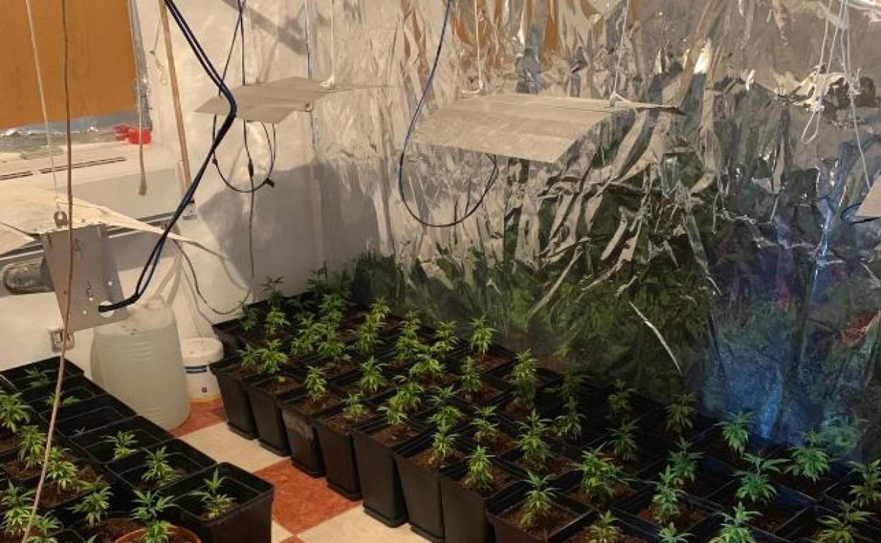 Plantación de marihuana descubierta en una vivienda de La Palma a raíz de un incendio. 