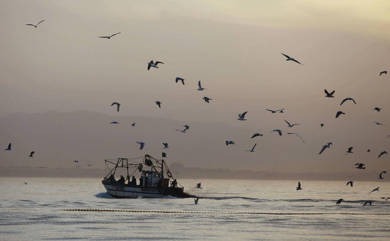 Barco pesquero