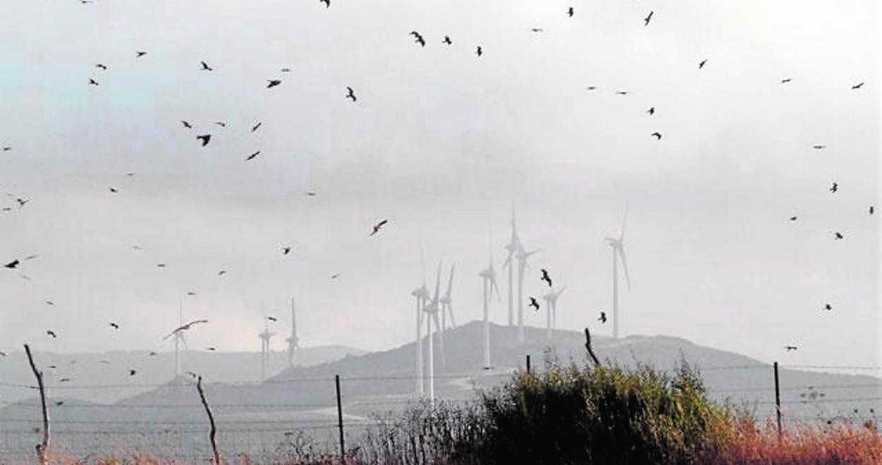 Las migraciones de las aves en la colocación de los parques eólicos