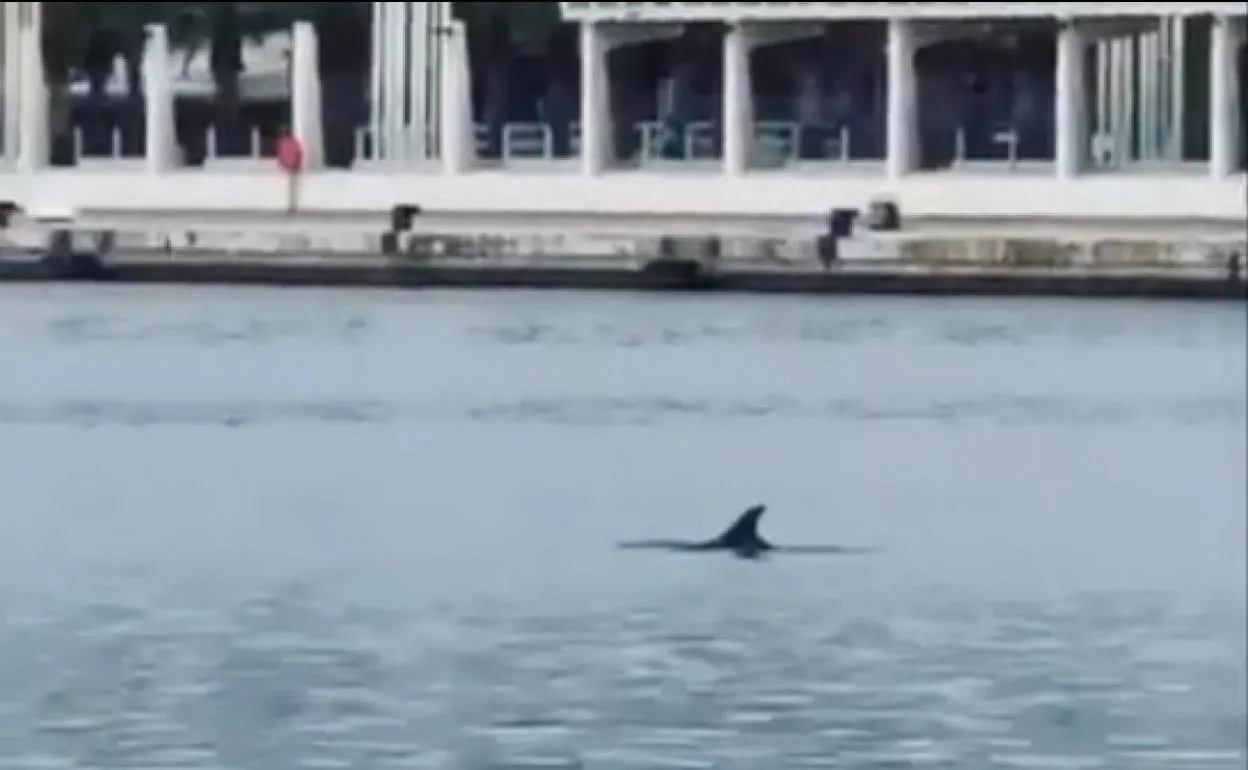 Un grupo de delfines se pasea por el Puerto de Málaga