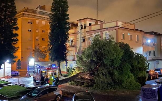 Otro árbol caído esta madrugada en la capital.