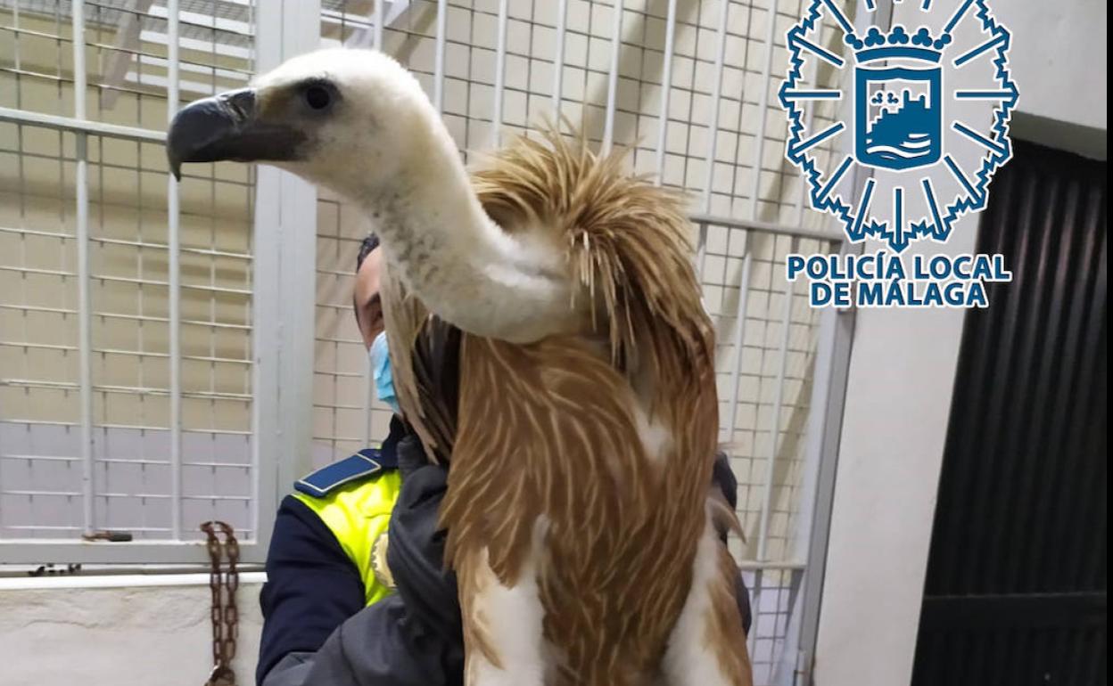 Imagen del buitre debilitado recuperado por Agentes del Grupo de Protección de la Naturaleza (GRUPRONA) de la Policía Local de Málaga