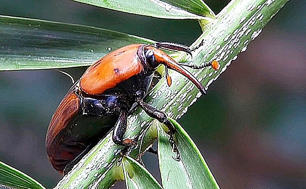 Escarabajo picudo rojo. 
