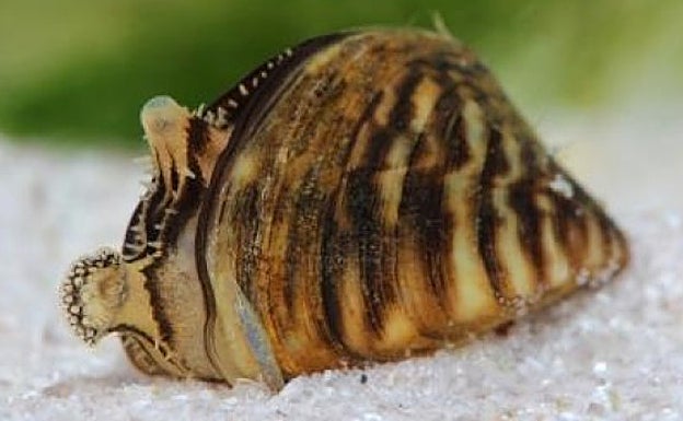Ejemplar de mejillón cebra. 