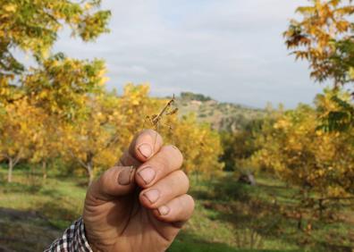 Imagen secundaria 1 - Alejandro Hevilla varea desde lo alto del árbol. Abajo, la mantis religiosa, como otros insectos, cumple aquí con una función ecológica. Y nueces pacanas en el árbol.