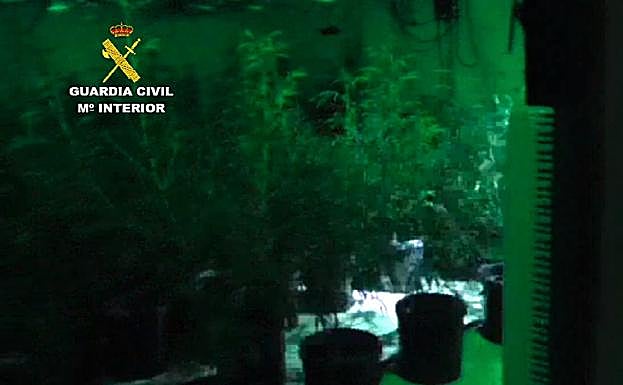 Plantas de marihuana en el almacén soterrado.