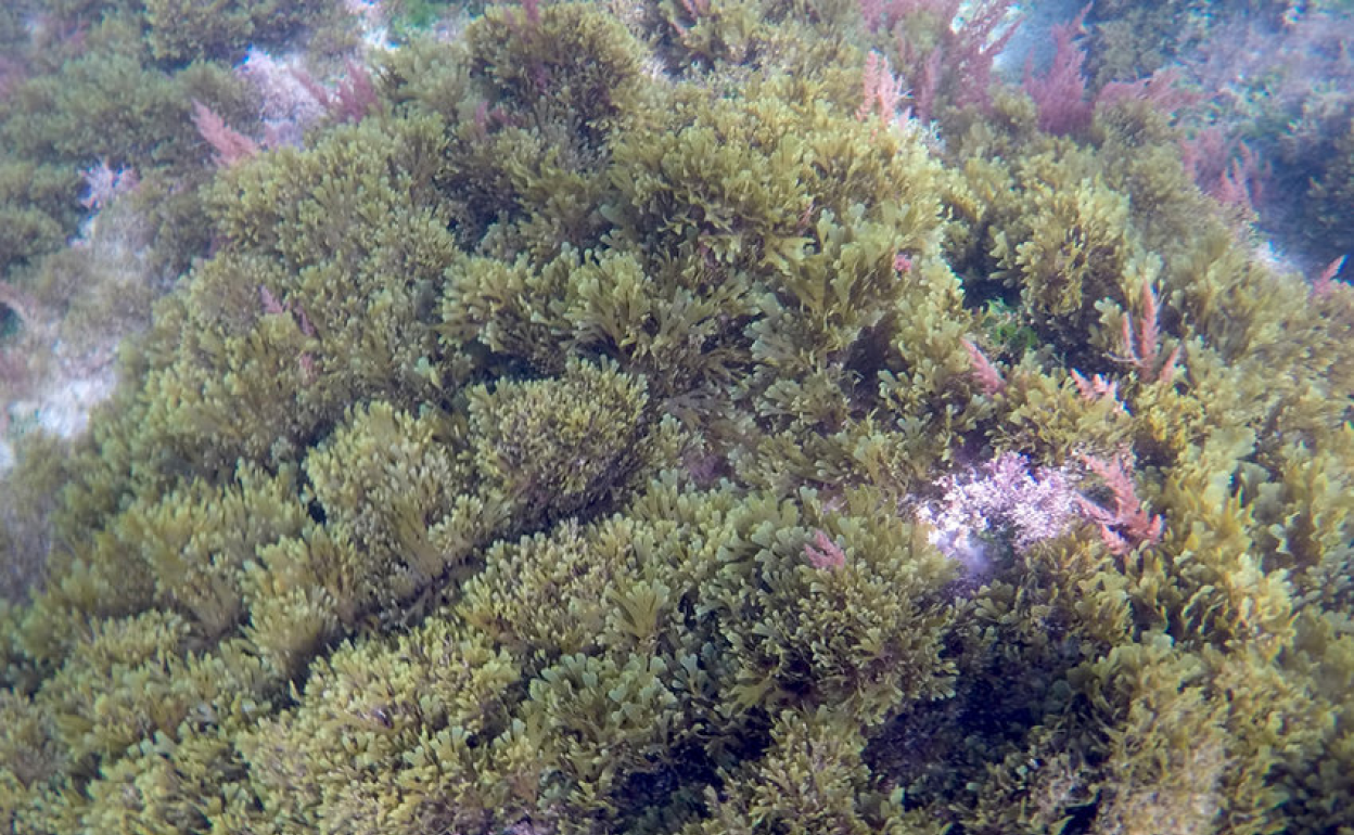 Alga asiática Rugulopteryx okamurae. 