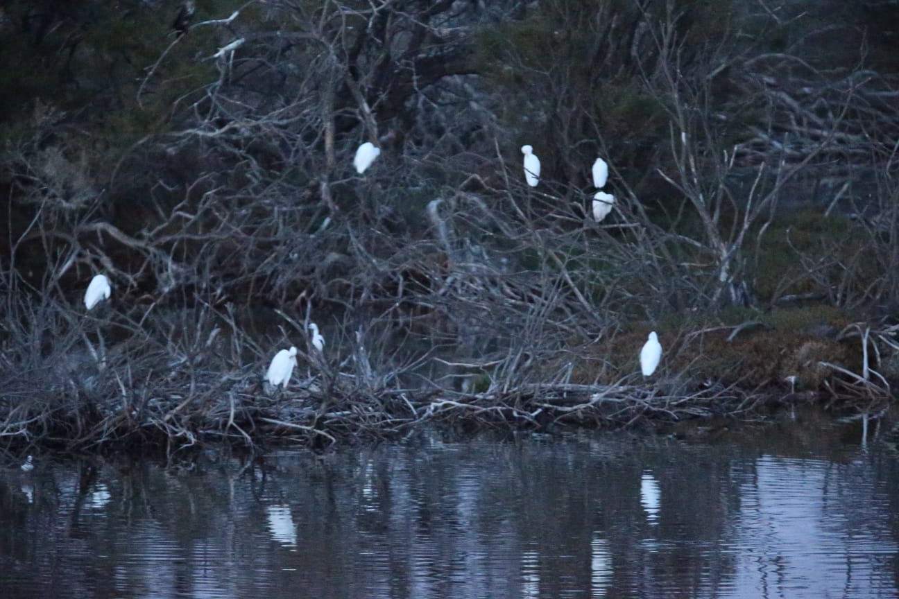 El última eclipse lunar del año convierte al paraje natural en el escenario de un embriagador juego de luces. En ningún otro punto de Europa se pueden ver tantas especies de aves en un espacio tan reducido