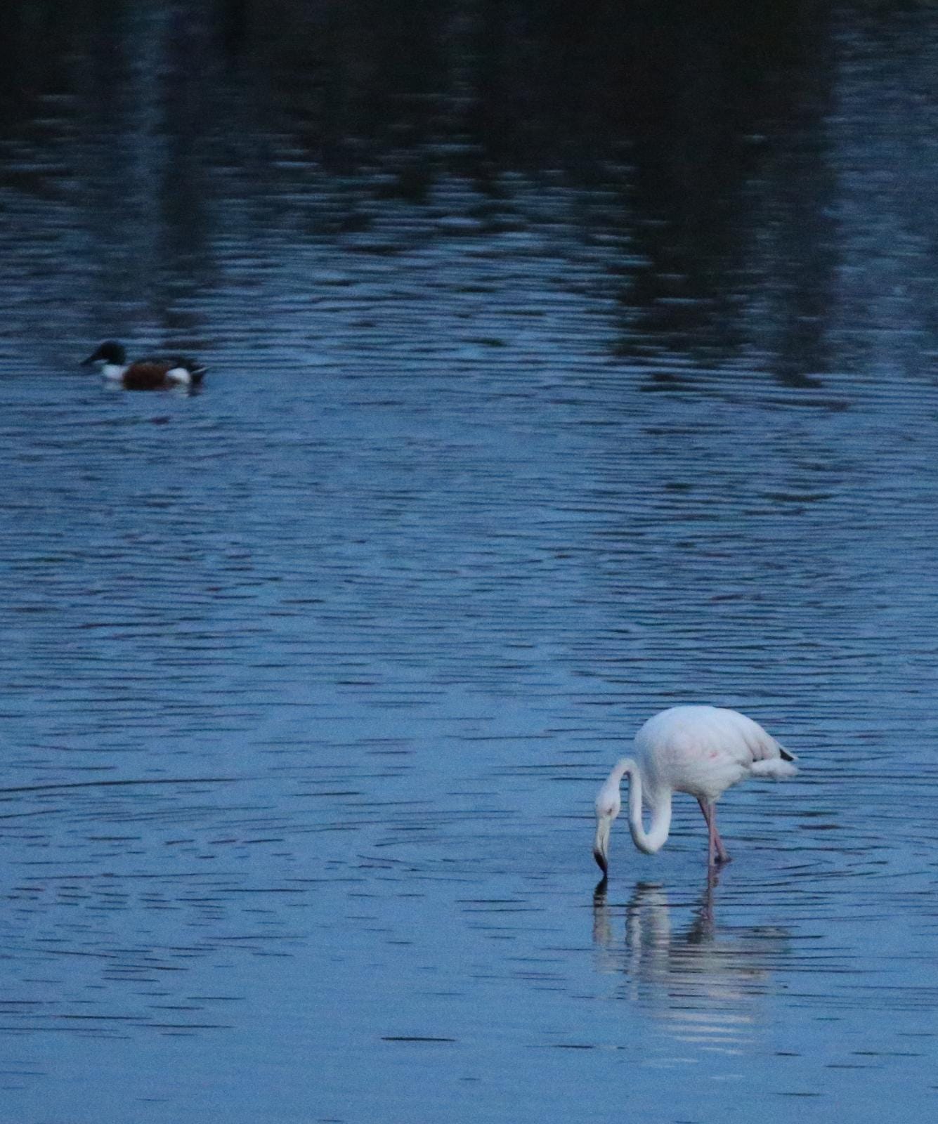 El última eclipse lunar del año convierte al paraje natural en el escenario de un embriagador juego de luces. En ningún otro punto de Europa se pueden ver tantas especies de aves en un espacio tan reducido