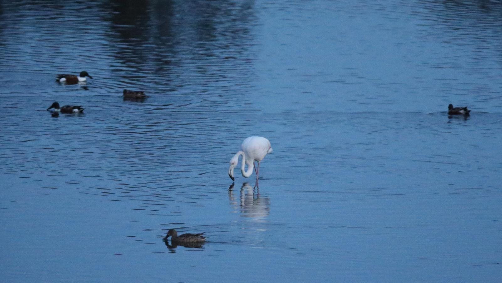 El última eclipse lunar del año convierte al paraje natural en el escenario de un embriagador juego de luces. En ningún otro punto de Europa se pueden ver tantas especies de aves en un espacio tan reducido