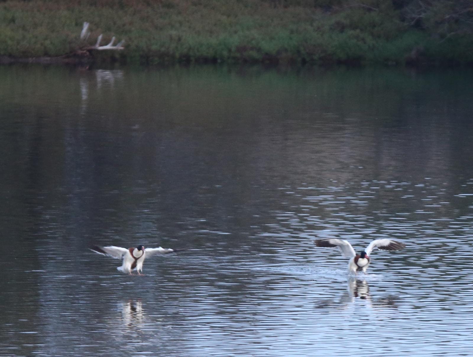 El última eclipse lunar del año convierte al paraje natural en el escenario de un embriagador juego de luces. En ningún otro punto de Europa se pueden ver tantas especies de aves en un espacio tan reducido