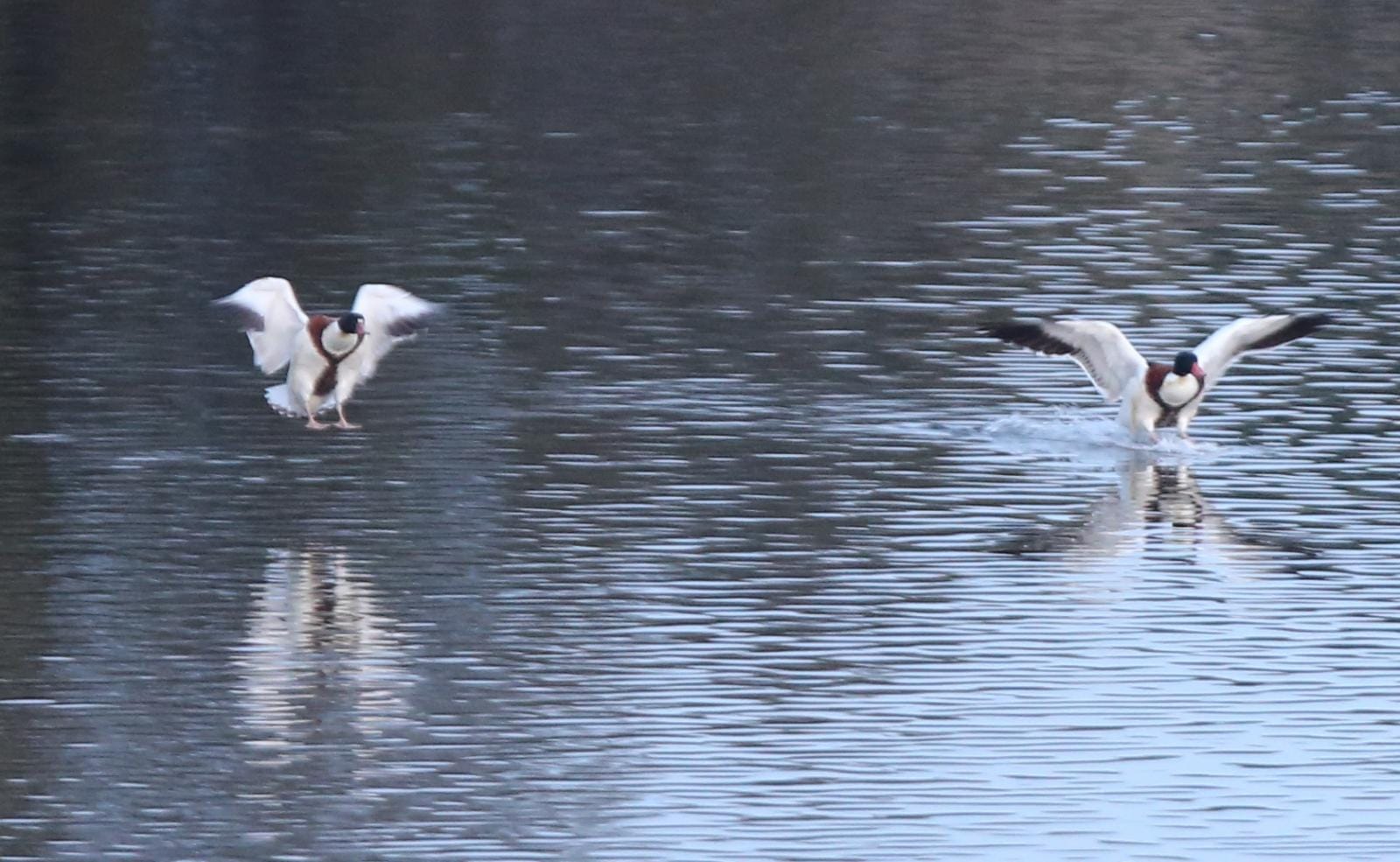 El última eclipse lunar del año convierte al paraje natural en el escenario de un embriagador juego de luces. En ningún otro punto de Europa se pueden ver tantas especies de aves en un espacio tan reducido
