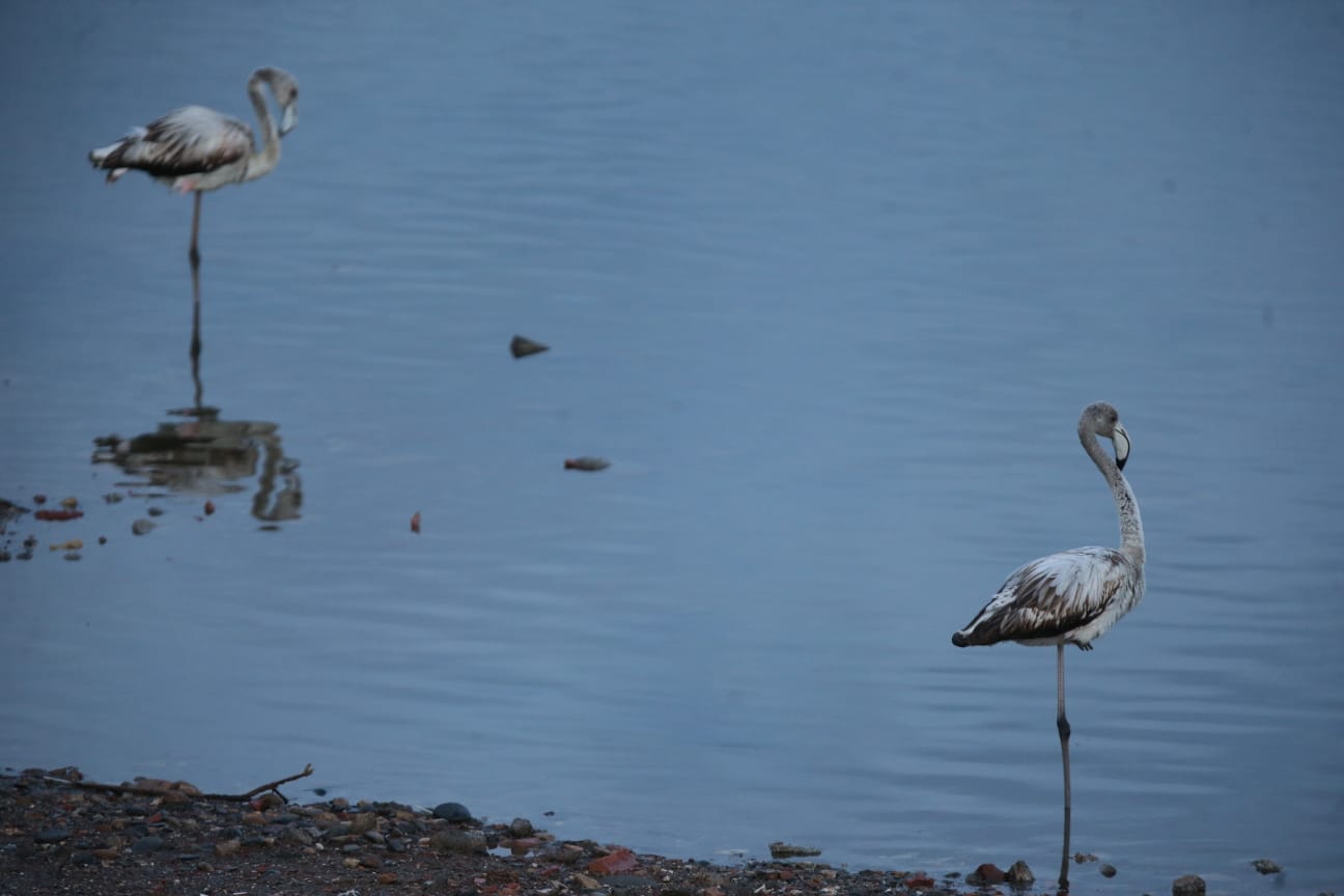 El última eclipse lunar del año convierte al paraje natural en el escenario de un embriagador juego de luces. En ningún otro punto de Europa se pueden ver tantas especies de aves en un espacio tan reducido