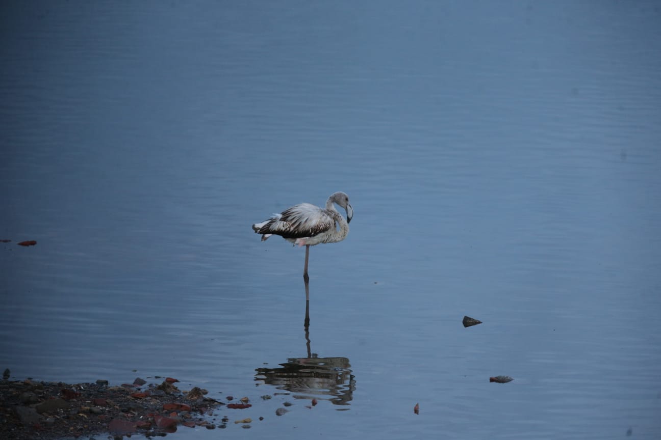 El última eclipse lunar del año convierte al paraje natural en el escenario de un embriagador juego de luces. En ningún otro punto de Europa se pueden ver tantas especies de aves en un espacio tan reducido