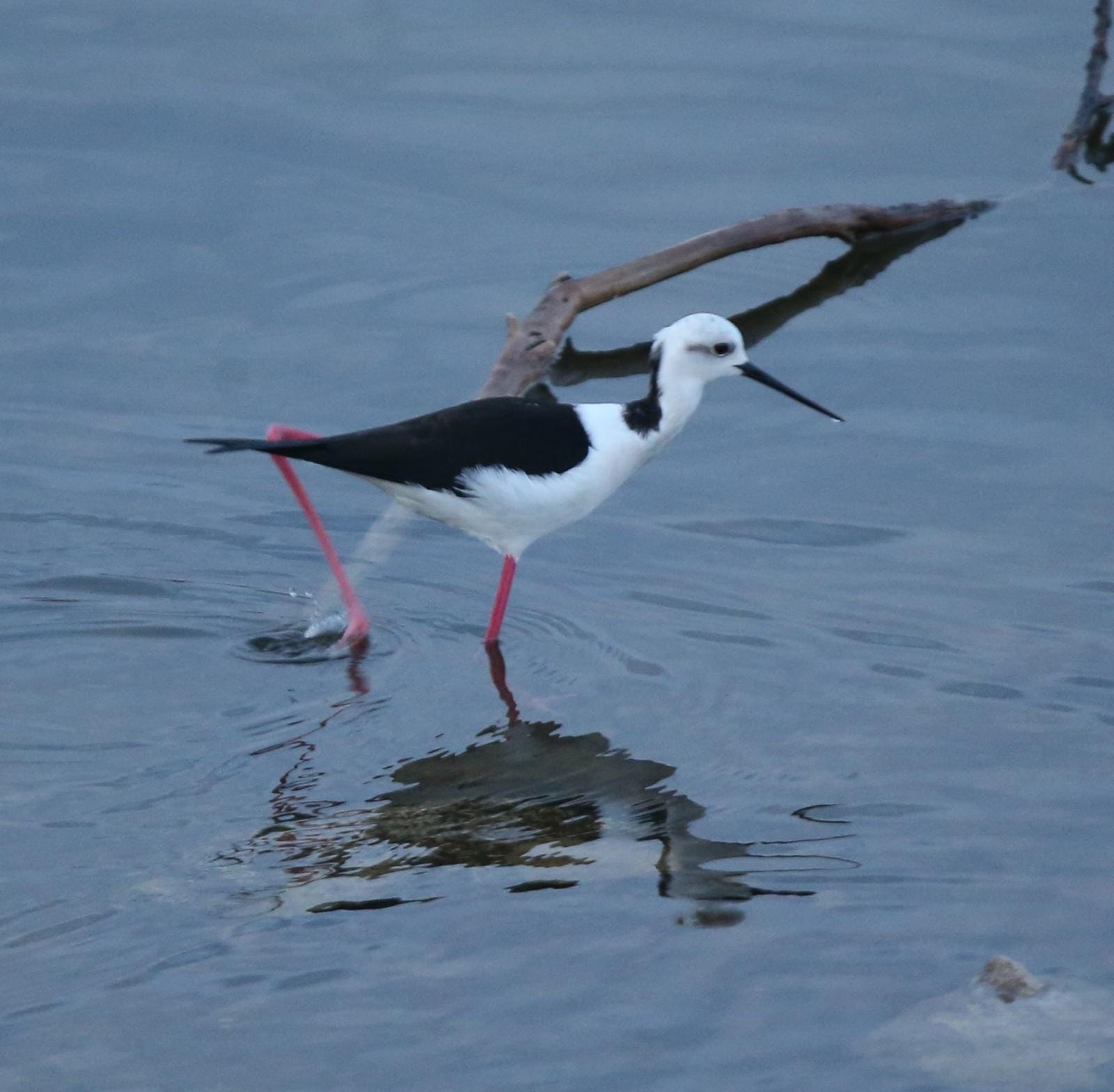El última eclipse lunar del año convierte al paraje natural en el escenario de un embriagador juego de luces. En ningún otro punto de Europa se pueden ver tantas especies de aves en un espacio tan reducido
