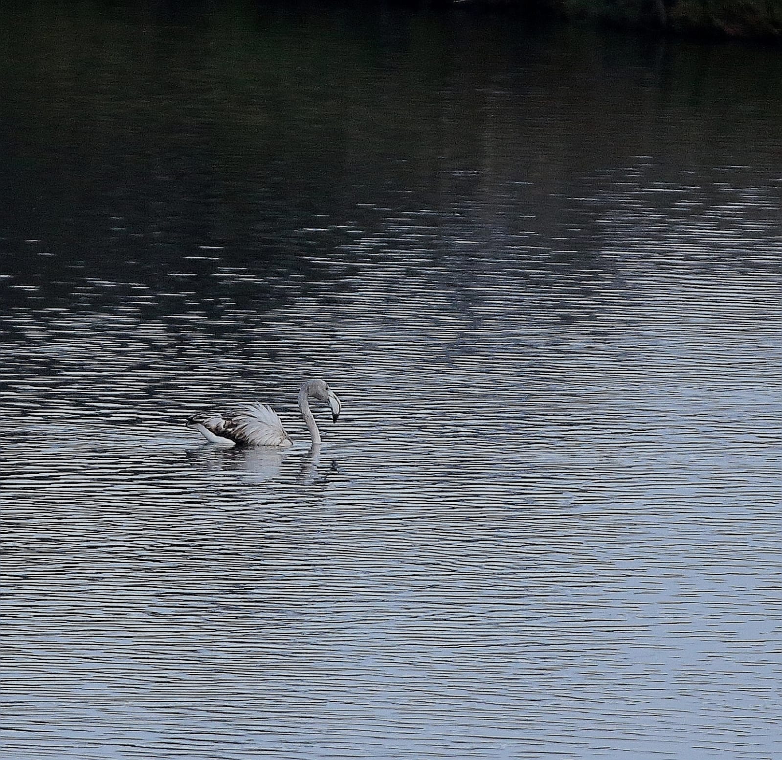 El última eclipse lunar del año convierte al paraje natural en el escenario de un embriagador juego de luces. En ningún otro punto de Europa se pueden ver tantas especies de aves en un espacio tan reducido