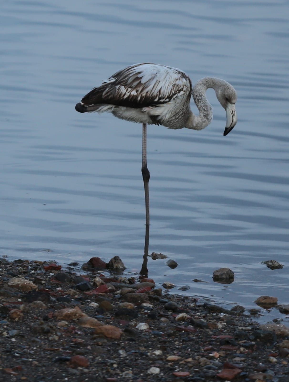 El última eclipse lunar del año convierte al paraje natural en el escenario de un embriagador juego de luces. En ningún otro punto de Europa se pueden ver tantas especies de aves en un espacio tan reducido