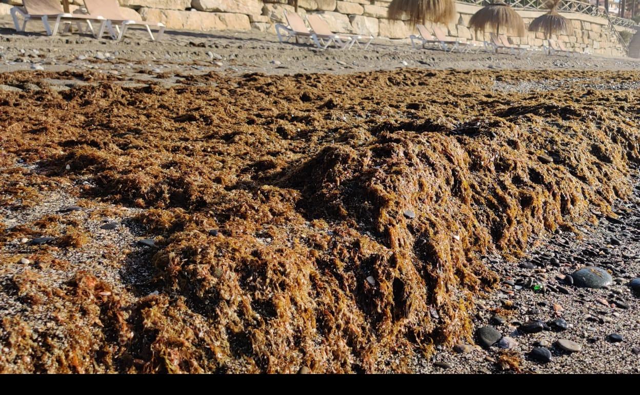 Arribazón de alga asiática a las playas. 