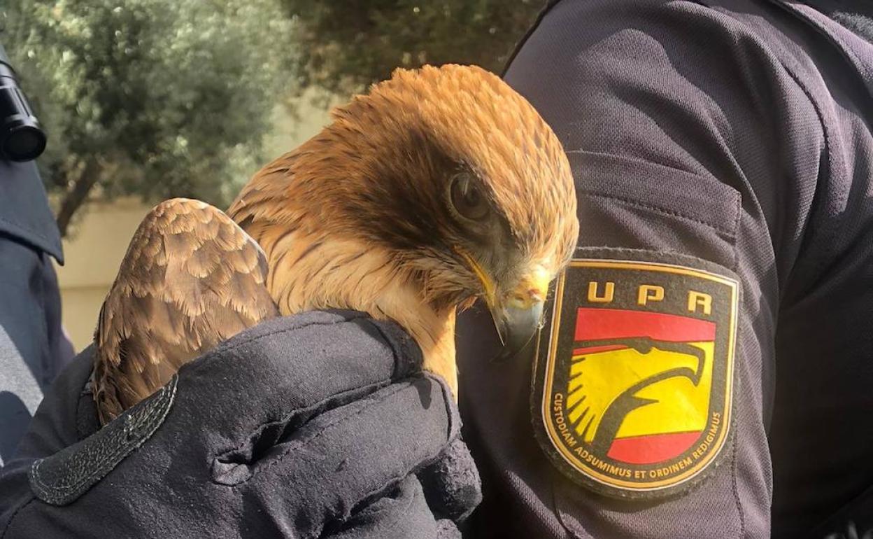 Rescatan de una carretera de La Palmilla un águila calzada que no podía levantar el vuelo