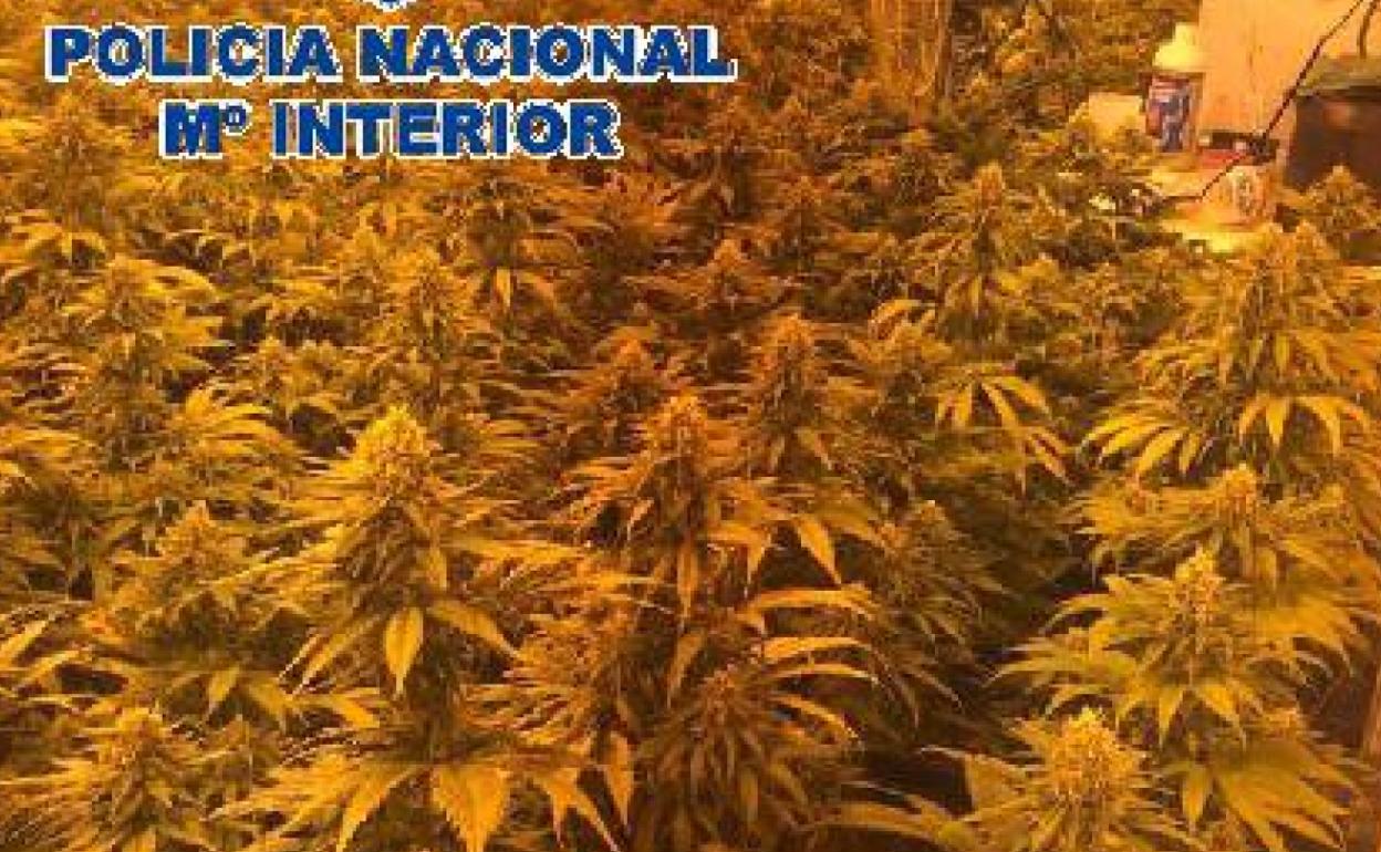 Imagen de una de las plantaciones difundida por la Policía Nacional. 