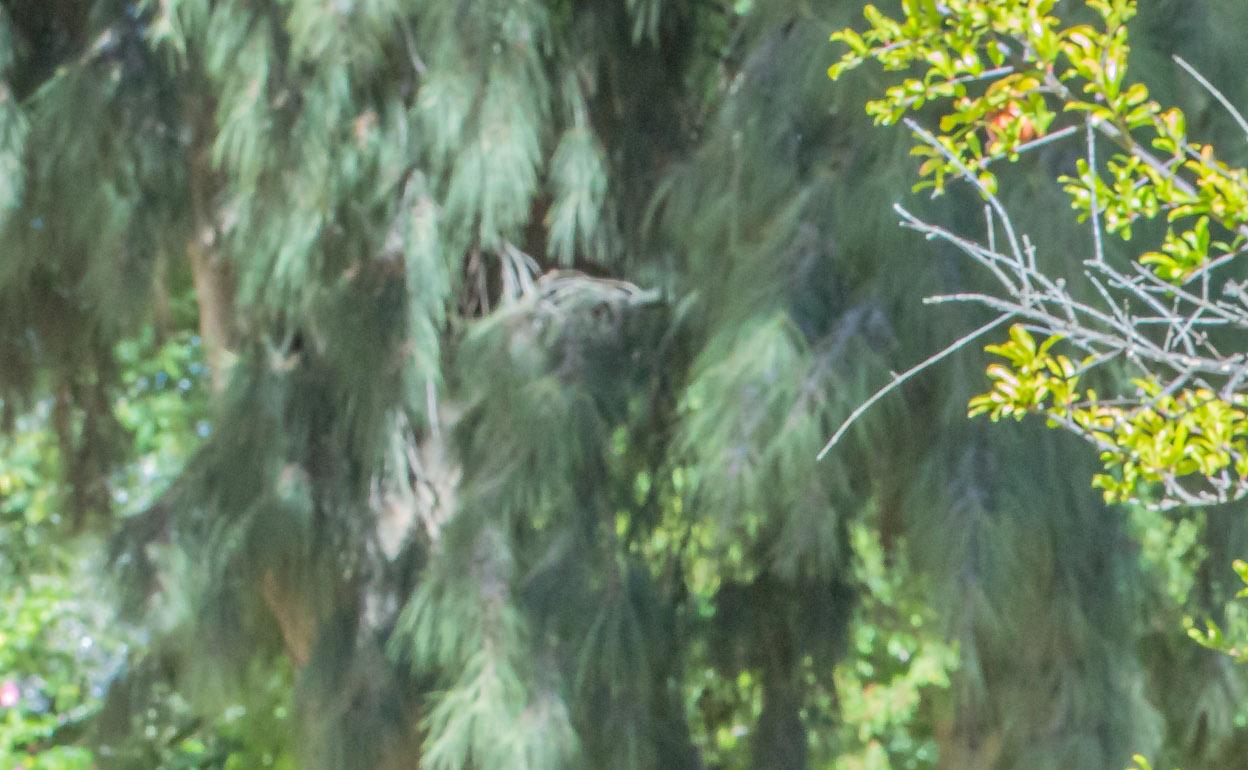 Francisco Oliva Blázquez. 