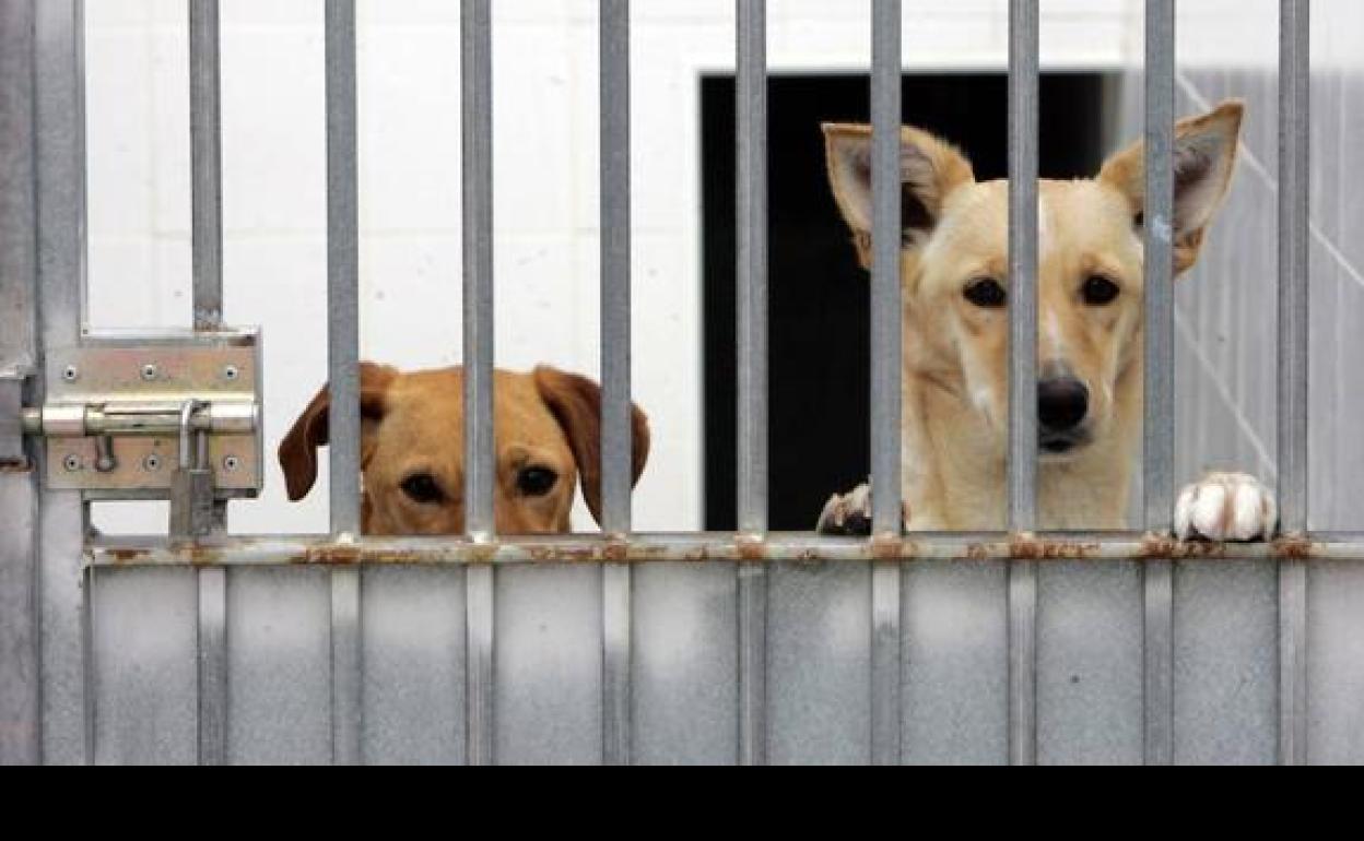 La mayoría de mascotas que llevan al zoosanitario lo hacen sus propios dueños.