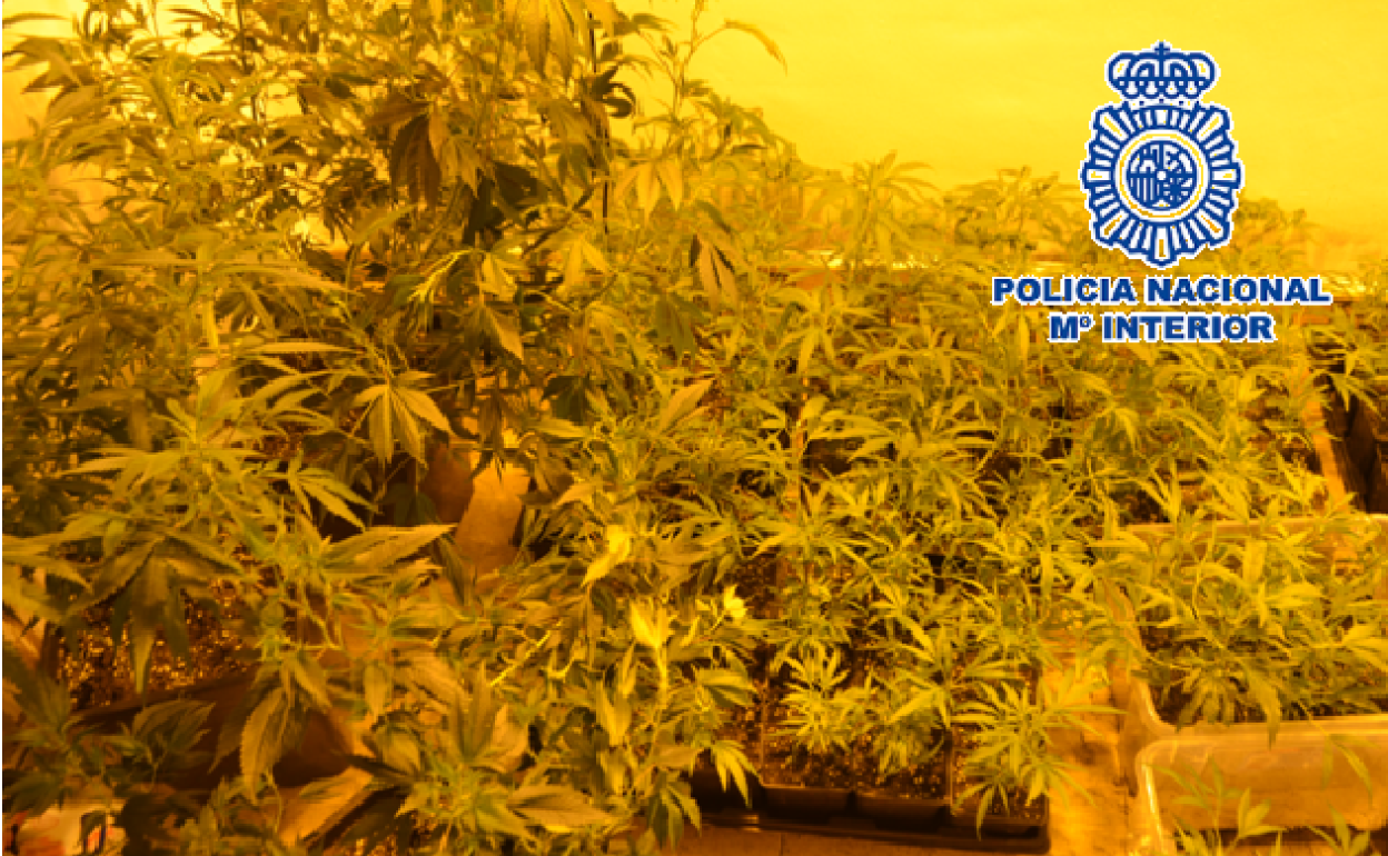 Intervienen una plantación de marihuana en una vivienda alquilada de Estepona