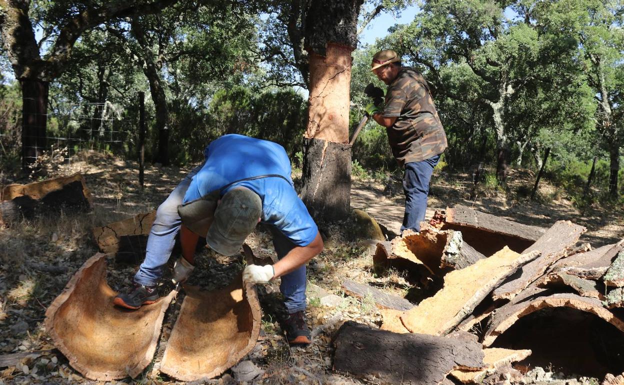 Trabajadores en la saca. 