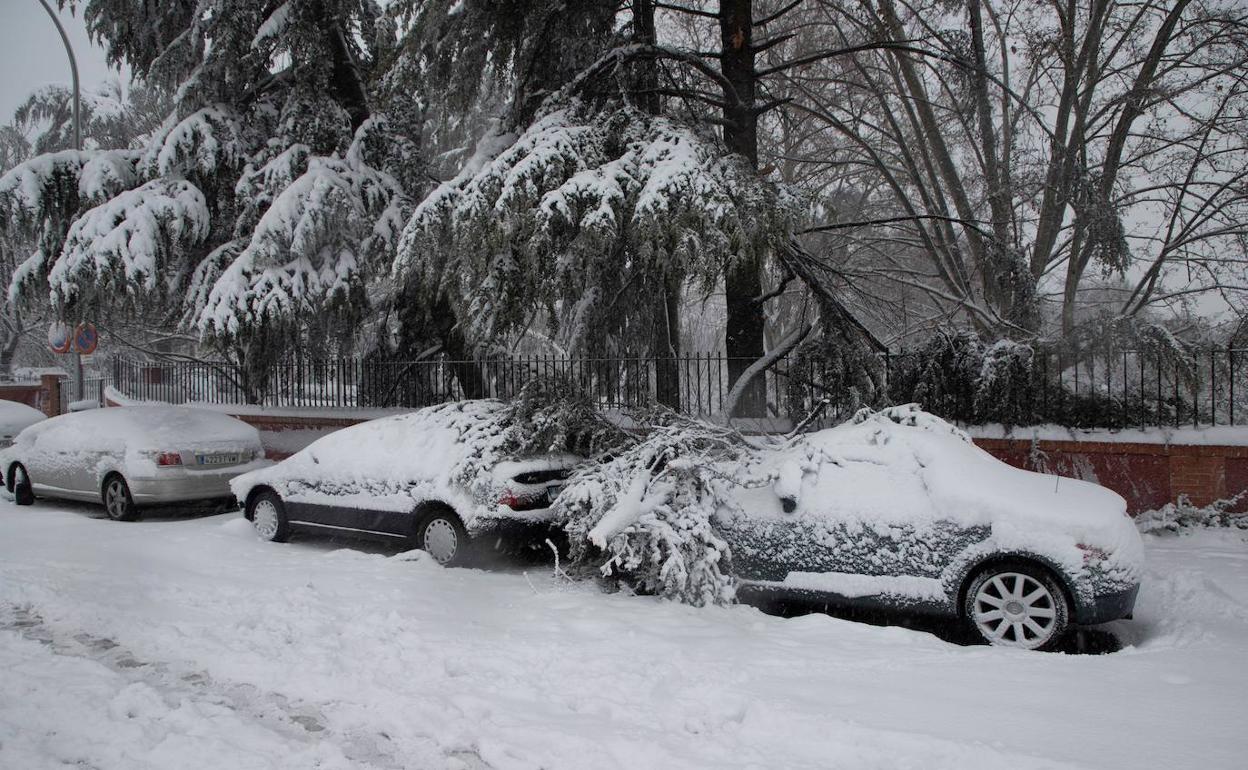 Coches aplastados por ramas de árboles caídas por la nevada en Madrid.