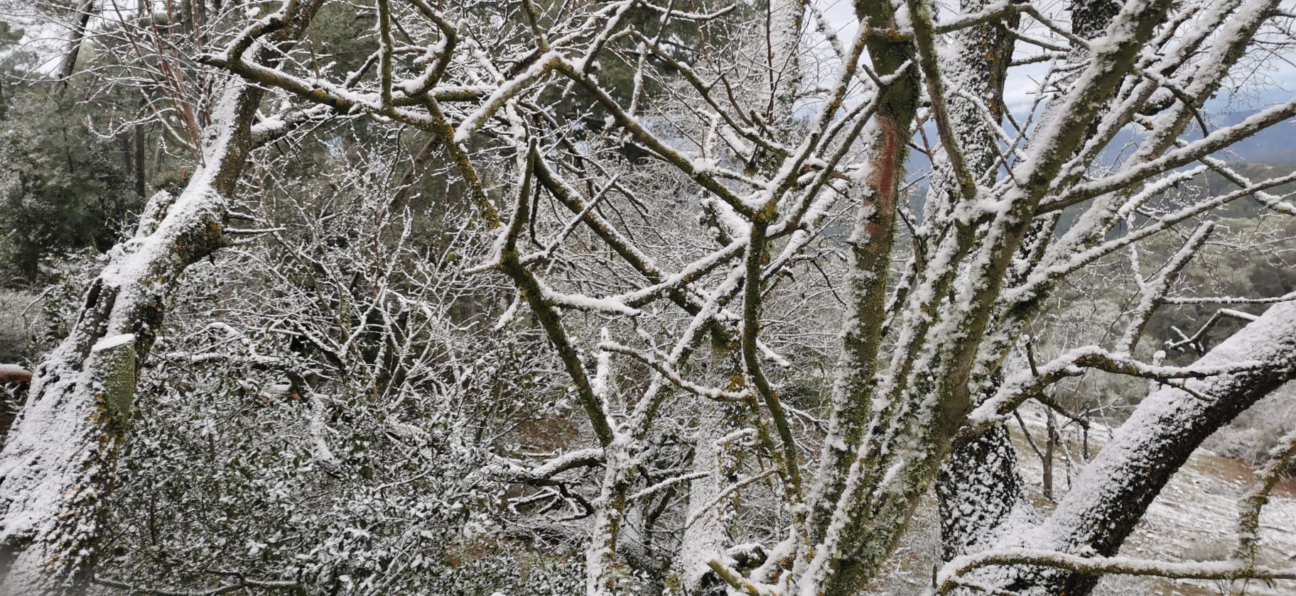 Nieve en los Montes de Málaga.