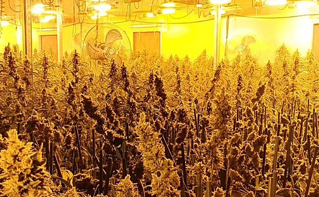 Interior de la plantación. 