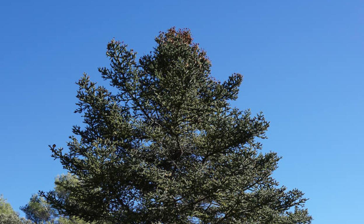 Sierra de las Nieves: Más de un siglo esperando el Parque Nacional