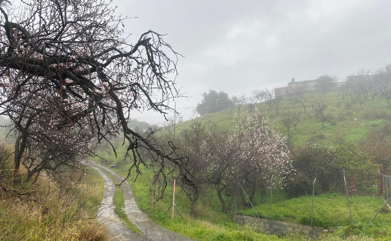 Almendros en flor, ayer en la carretera comarcal de Vélez-Málaga a Arenas. 