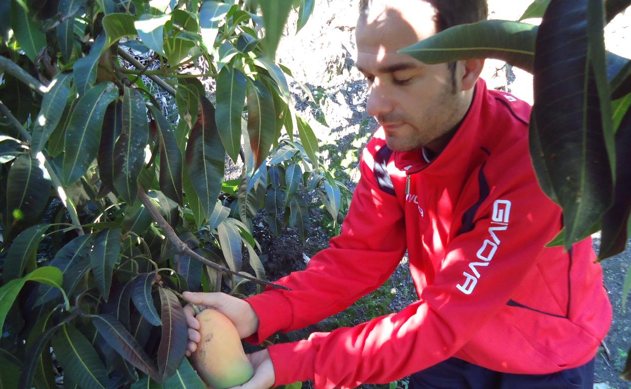 Recolección de mangos en la Axarquía. 