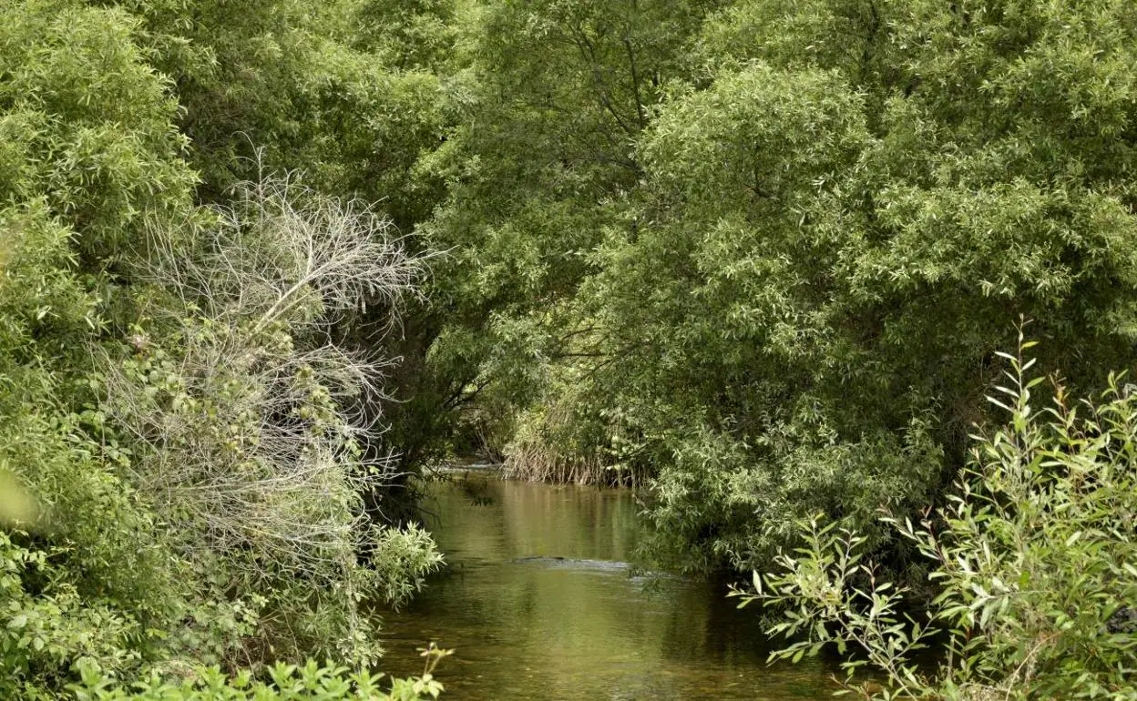 Impulsa Ciudad insta a que se reconozcan como no urbanizables los terrenos  de la Red Natura 2000 | Diario Sur