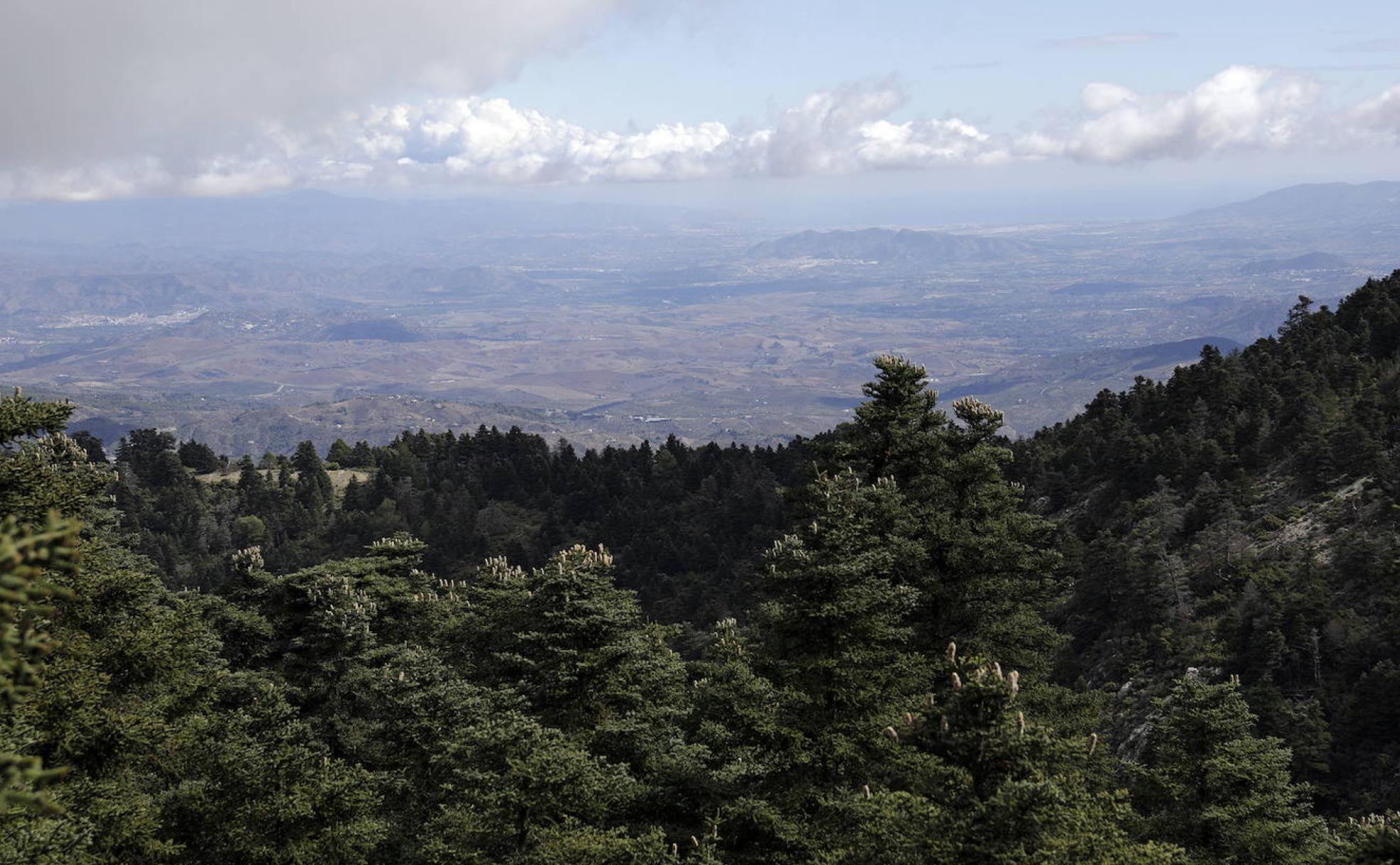 Vista panorámica de la Sierra de las Nieves con varios pinsapos en primer término. 