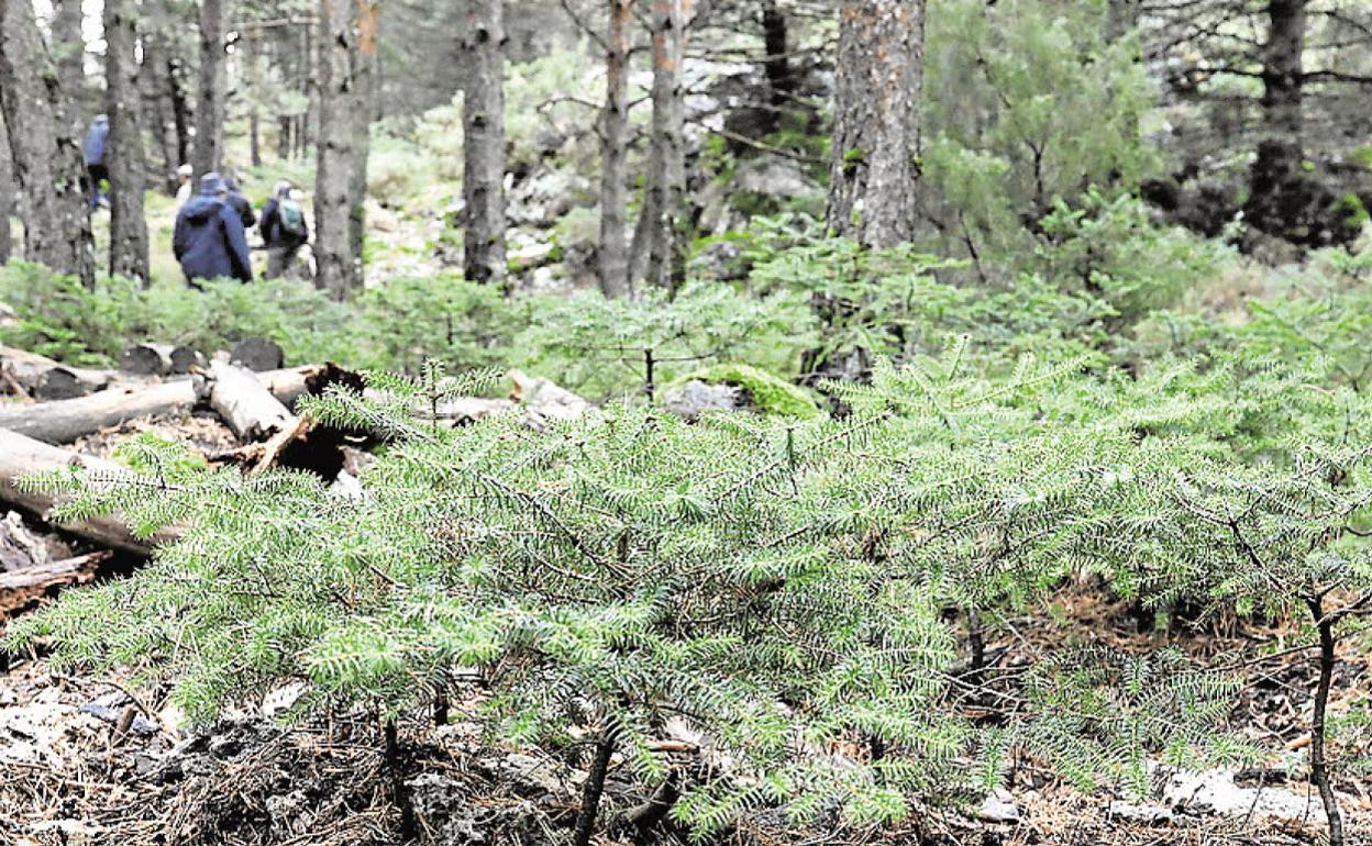 Ejemplares jóvenes de pinsapo en la Sierra de las Nieves. 