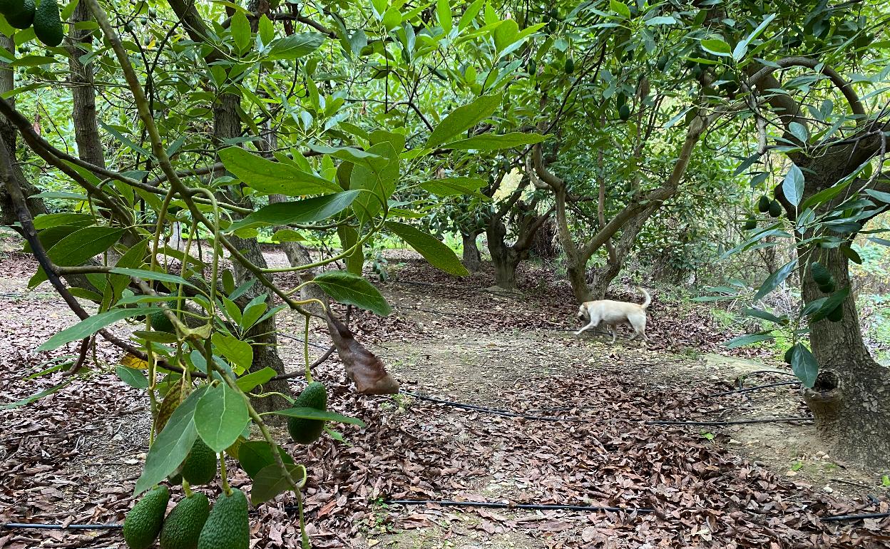 Aguacates en una finca del río de la Miel en Nerja. 