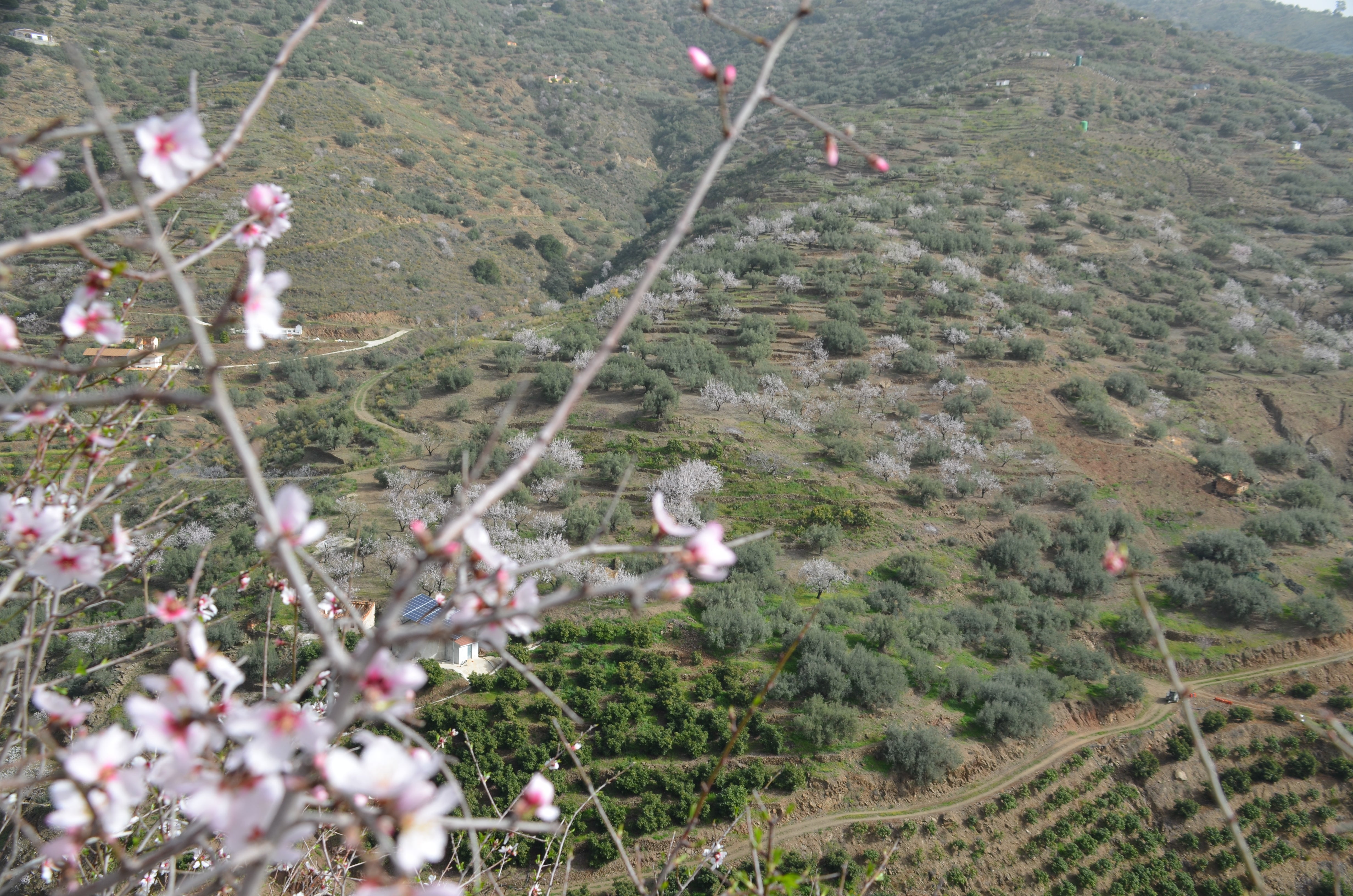 Una flor más temprana cada año por el cambio climático